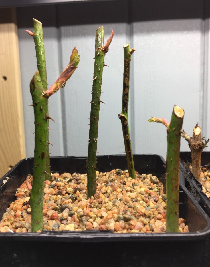 Rosene våkner! Dette kan bli til fem nye klatreroser! 