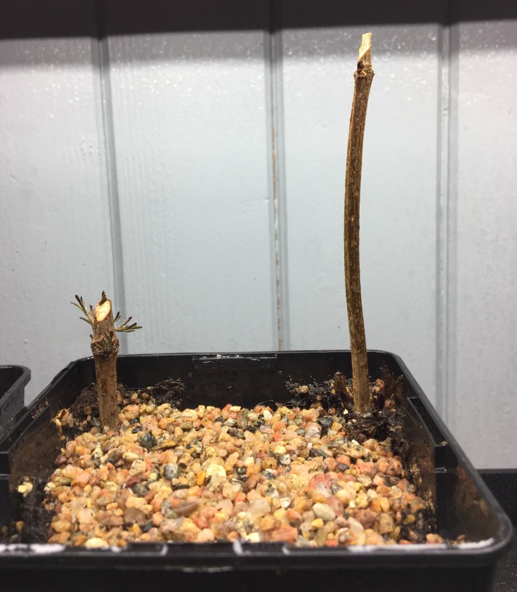 Disse stiklingene ser fortsatt puslete ut, men du ser tydelig tegn til nye knopper.